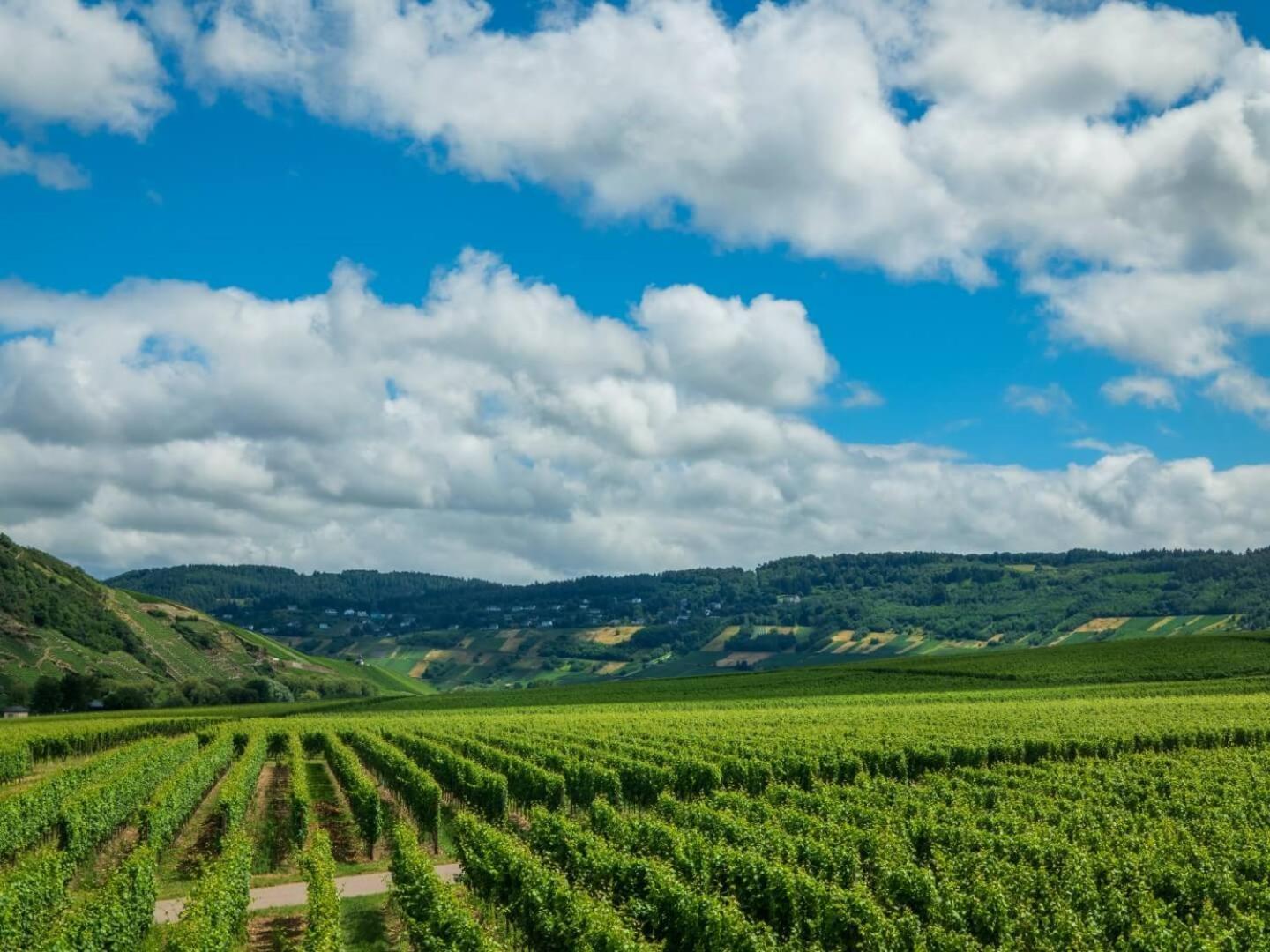 Ferienweingut Winnebeck Kowerich Экстерьер фото