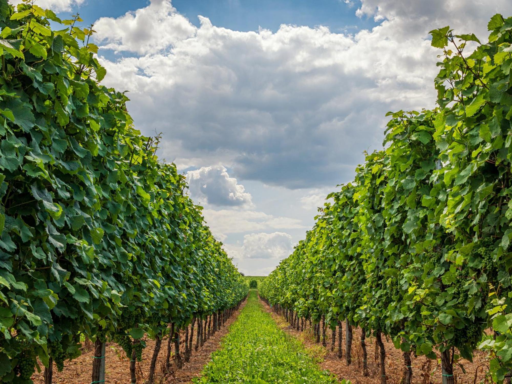 Ferienweingut Winnebeck Kowerich Экстерьер фото