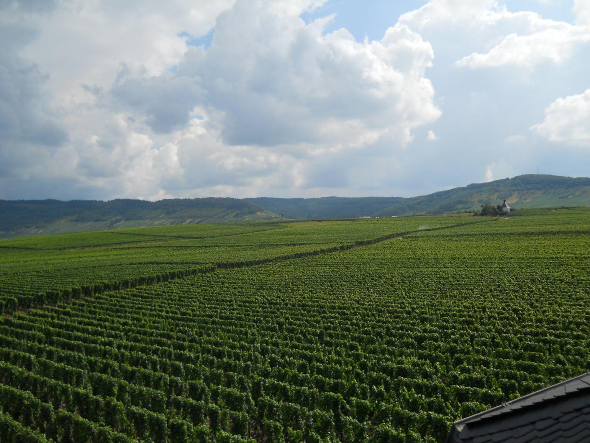 Ferienweingut Winnebeck Kowerich Экстерьер фото