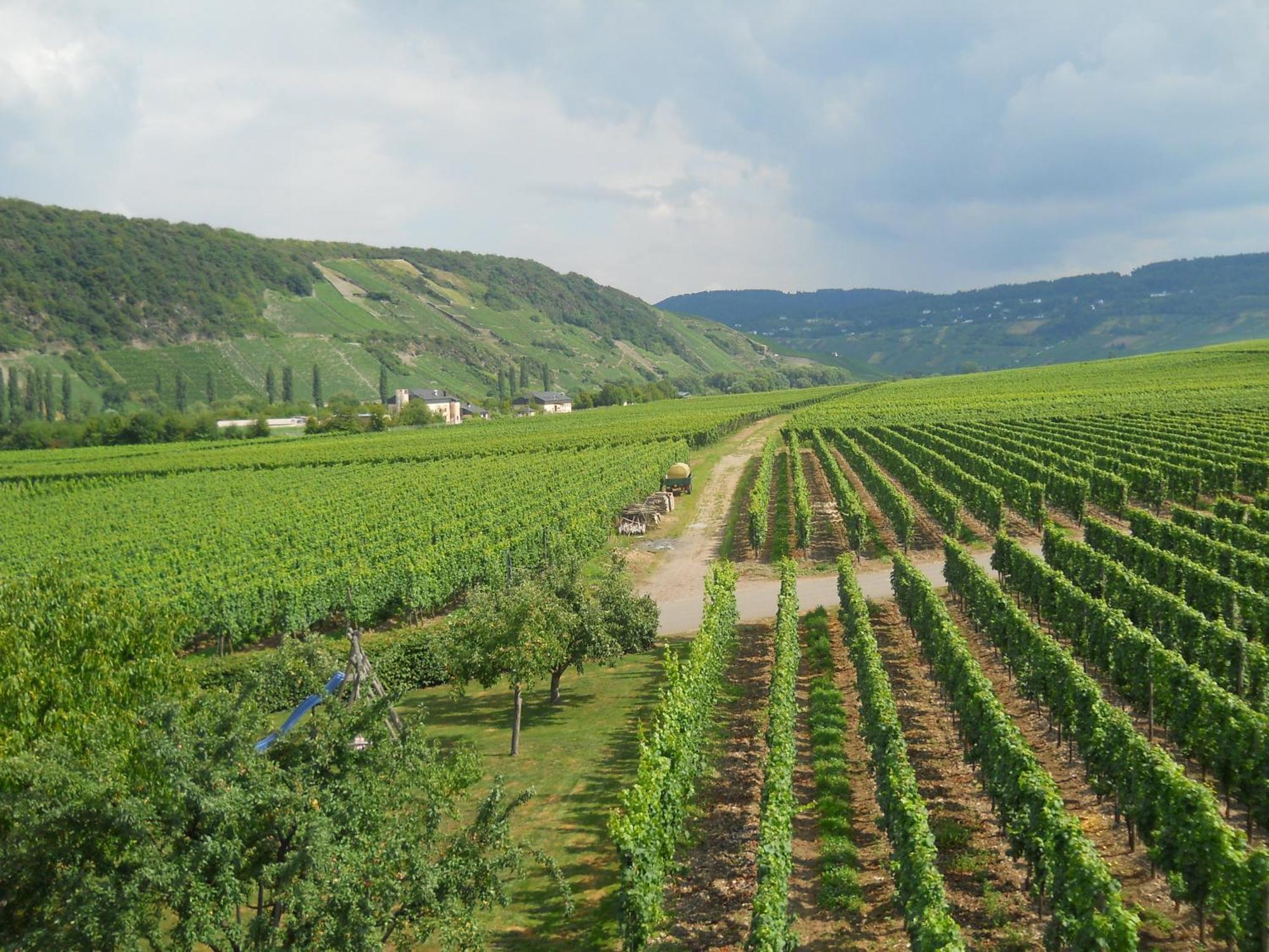 Ferienweingut Winnebeck Kowerich Экстерьер фото